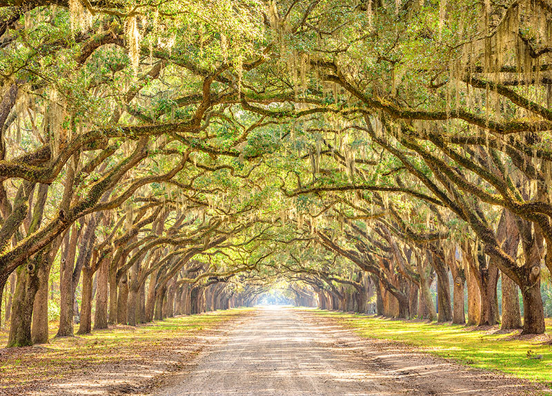 Many trees growing over a dirt road